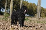 BOUVIER DES FLANDRES 307